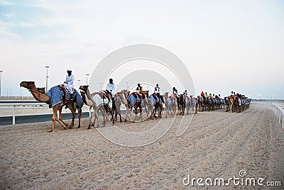 Camel race , doha, Qatar Editorial Stock Photo