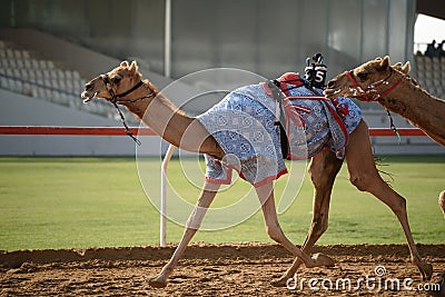 Camel race Editorial Stock Photo