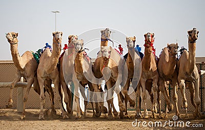 Camel Racing Stock Photo