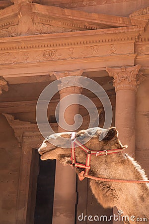 Camel of the Red City Editorial Stock Photo