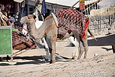 Camel with Red Throw waiting for tourists to ride. Editorial Stock Photo