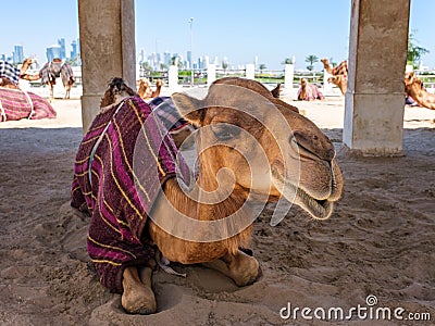 Camel Resting in Doha, Qatar Stock Photo