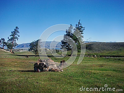 Camel resting in the mongolian steppe. Stock Photo