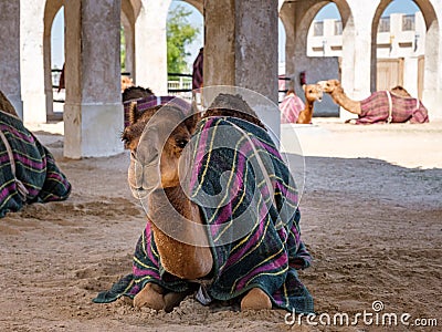 Camel Resting in Doha, Qatar Stock Photo