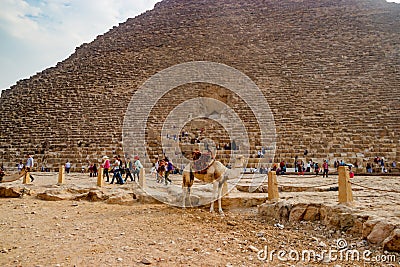 Camel near the ancient pyramid in Cairo, Egypt Editorial Stock Photo
