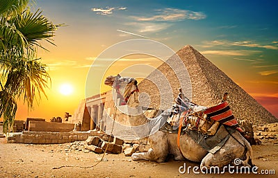 Camel rests near ruins Stock Photo