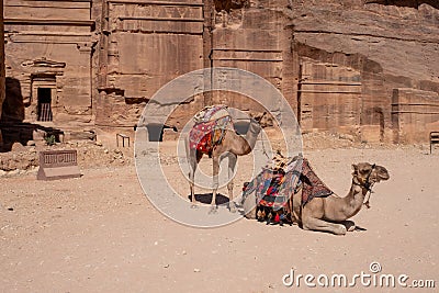 camel rests in Petra Stock Photo