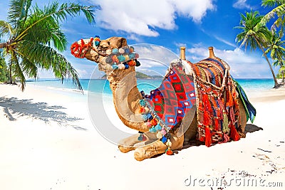 Camel ride on the beach Stock Photo