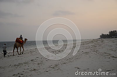 Camel ride on the beach Stock Photo