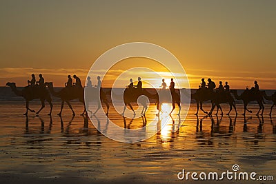 Camels on Cable Beach, Broome Stock Photo