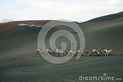 Camel ride in Lanzarote Stock Photo