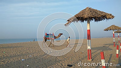 Camel ride at mandvi beach, Gujarat Editorial Stock Photo