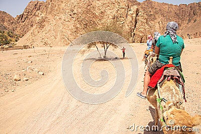 camel riding in Africa in Egypt in the desert, camels Editorial Stock Photo
