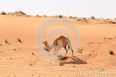 Camel running down the dunes Stock Photo
