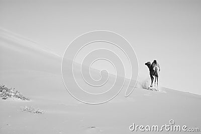 Camel running in the Empty Quarter desert Stock Photo