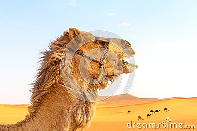 A camel's head in the desert. Stock Photo