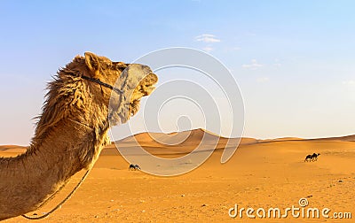 A camel's head in the desert. Stock Photo