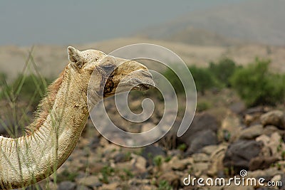 A Camel`s Portrait with Mountains and Rocks Blurred in Background Stock Photo