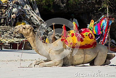 Camel with saddle on the beach Editorial Stock Photo