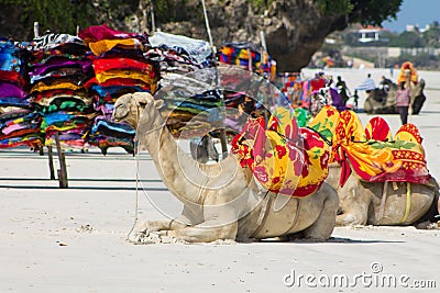 Camel with saddle Editorial Stock Photo