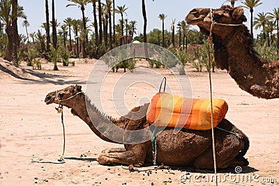 Camel with saddle - Morocco Essaouira Editorial Stock Photo