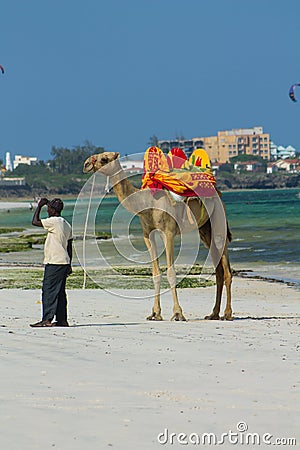 Camel with saddle on the ocean beach Editorial Stock Photo