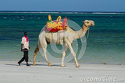 Camel with saddle on the ocean beach Editorial Stock Photo