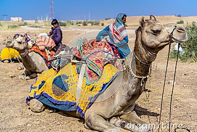 Camels covered in colorful Indian patchwork garb in the dessert Editorial Stock Photo