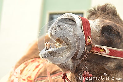 Camel screams with pleasure.Emotional portret of camel Stock Photo