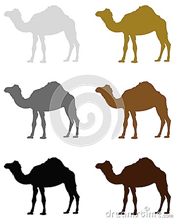 Camel silhouette - wildlife animal Vector Illustration