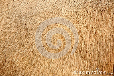 Camel skin Stock Photo