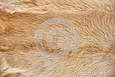 Camel skin texture, beige color, close-up. Brown camel wool background. Texture of their hair African animal Stock Photo