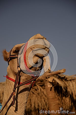 Camel Stock Photo