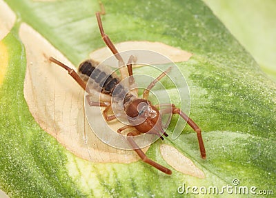 Camel spider Stock Photo