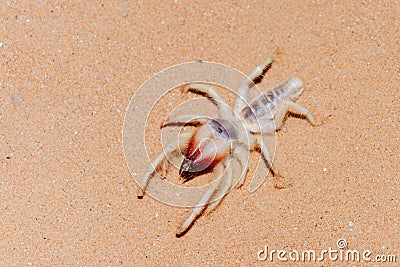 Camel Spider in the UAE Desert Stock Photo