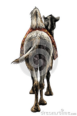 The camel stands with a Cape on the back of the rear view on Vector Illustration