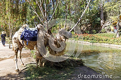 Camel stands next to water canal in a park Editorial Stock Photo