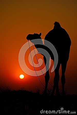 Camel at sunset Stock Photo