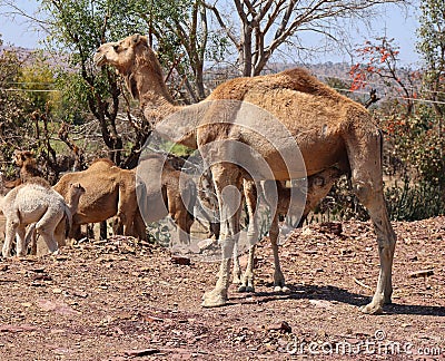 Camel Thar desert, Rajasthan, India. Camels, Camelus dromedarius Editorial Stock Photo