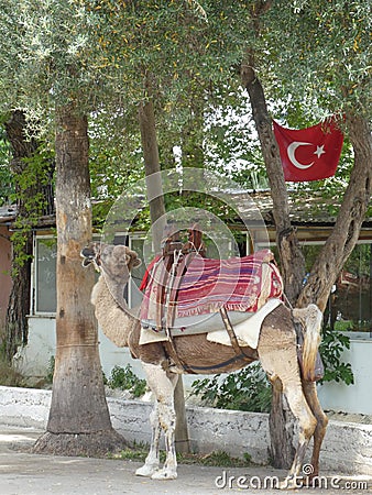 Camel tourist torism turkey turkish flag Stock Photo