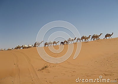 Camel Train Stock Photo