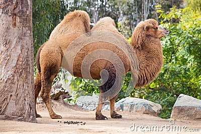 Camel With Two Humps Stock Photo