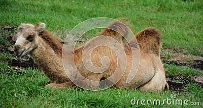 Camel is an ungulate Stock Photo