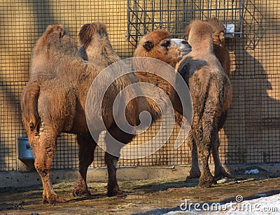 Camel is an ungulate within the genus Camelus, Stock Photo