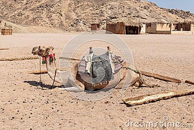 Camel used for desert safari in Egypt Stock Photo