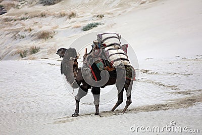 A camel used to carry loads Stock Photo