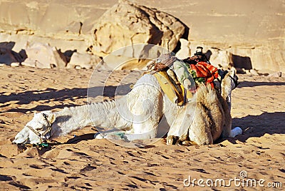 Camel Wadi Rum Jordan Stock Photo