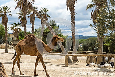 Camel Walking and Blackhead Persian Sheeps Lying Down in Sigean Wildlife Safari Park in France Stock Photo