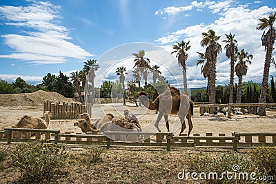 Camel Walking and Blackhead Persian Sheeps Lying Down in Sigean Wildlife Safari Park in France Stock Photo