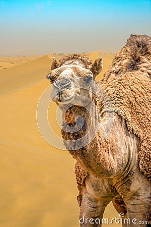 Camel walking in windy sand dunes desert Stock Photo